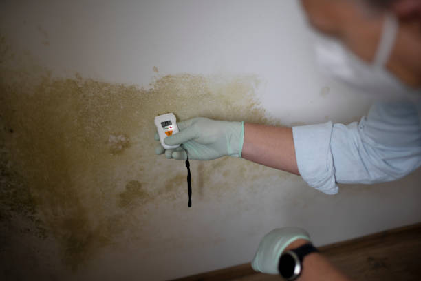Brookfield, NJ Mold Removal Company