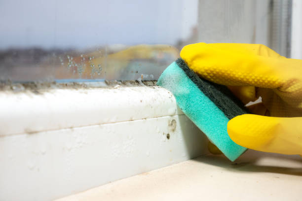 Best Office Mold Removal Services  in Brookfield, NJ
