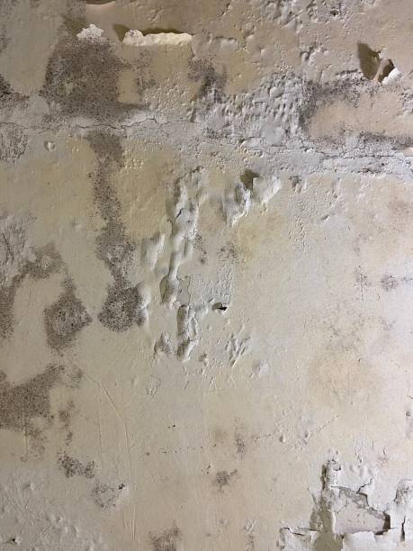 Home Mold Removal in Brookfield, NJ