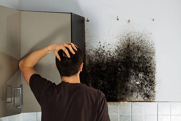 Best Black Mold Removal  in Brookfield, NJ