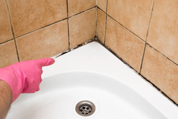 Best Mold Removal Company Near Me  in Brookfield, NJ